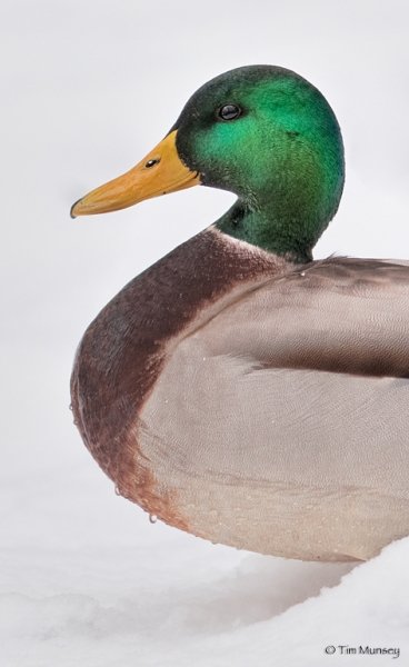 Mallard So Smart.jpg